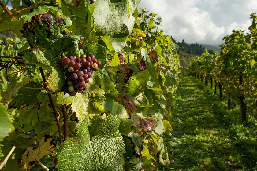 Los agricultores esperan una de las peores cosechas de lo que sucede en el siglo

 – Tinta clara