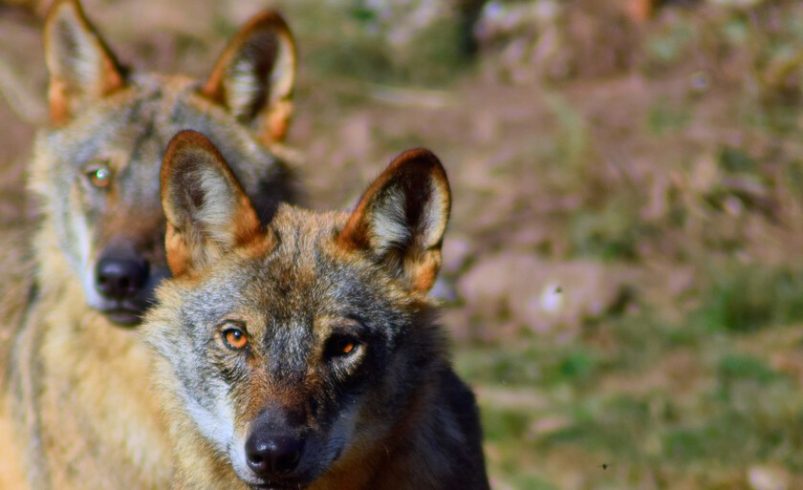 El lobo ha sido una gran papa política caliente durante años. En Asturias permitirán a los cazadores deyectuarlos

 – Tinta clara