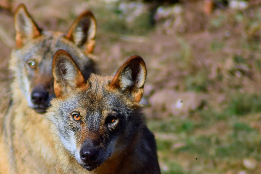 El lobo ha sido una gran papa política caliente durante años. En Asturias permitirán a los cazadores deyectuarlos

 – Tinta clara