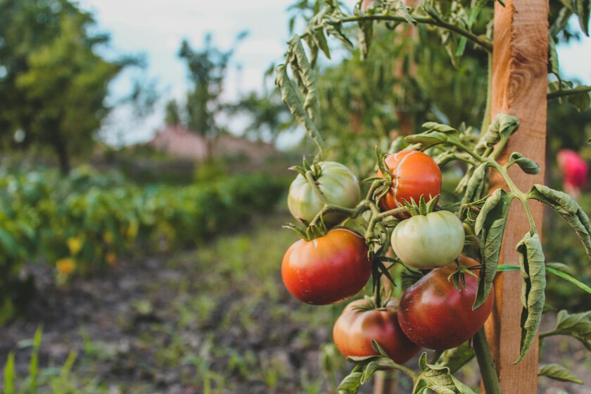 El verano ha sido tan difícil que ha tomado la mayor cantidad de ingredientes de verano en la ensalada: tomate

 – Tinta clara