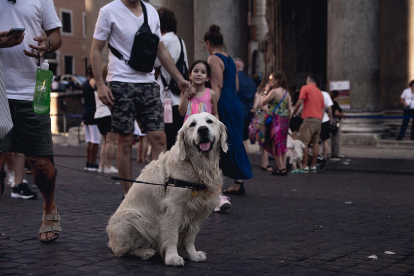 Un impuesto sobre los perros turísticos

 – Tinta clara