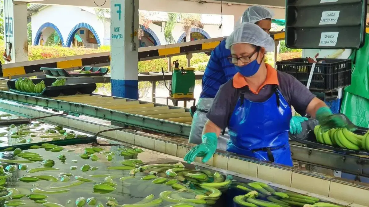 Las exportaciones de plátanos del Caribe crecieron un 18 % en 2025

 – Tinta clara