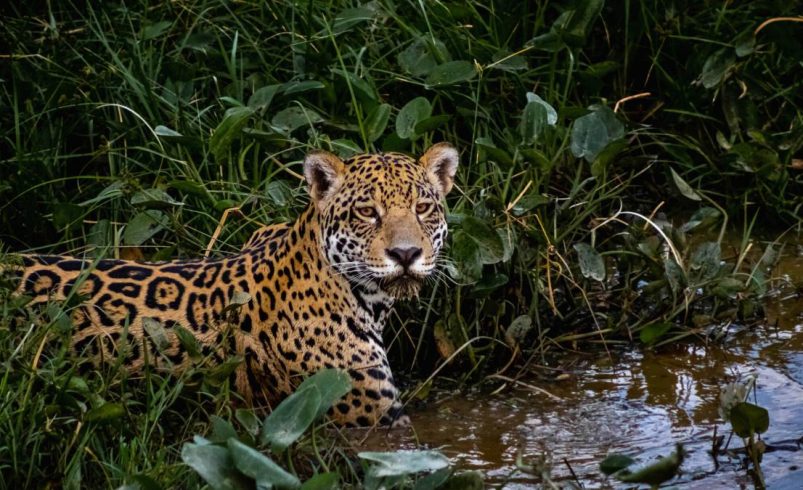 Controversia y rechazo del posible cazador de jaguar en Valle: el hombre quería matarlo; Lo que se sabe sobre el caso ocurrió en la zona de Buenaventura

 – Tinta clara