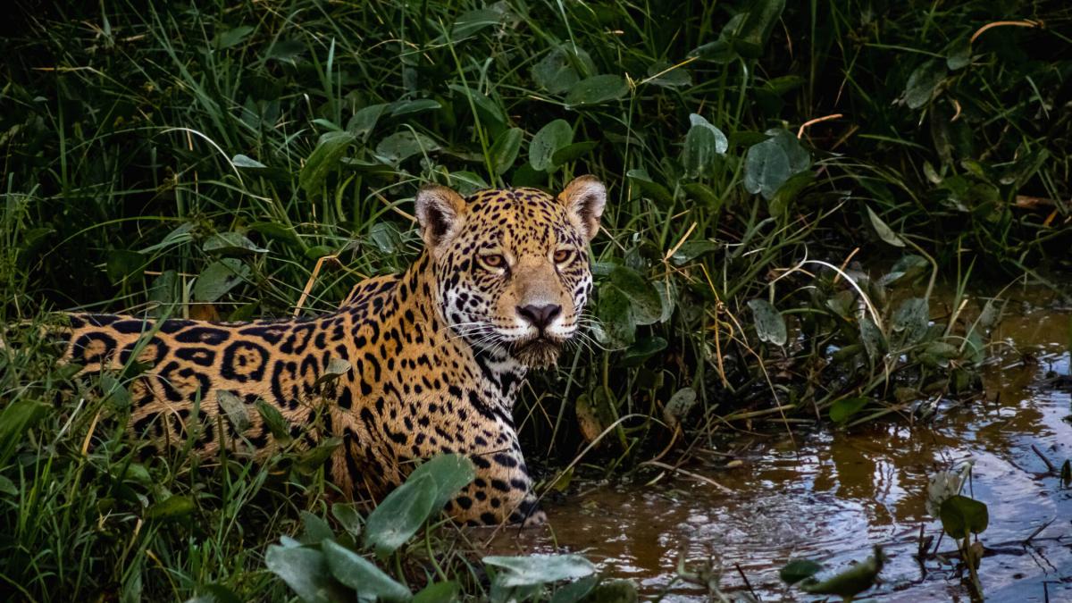 Controversia y rechazo del posible cazador de jaguar en Valle: el hombre quería matarlo; Lo que se sabe sobre el caso ocurrió en la zona de Buenaventura

 – Tinta clara