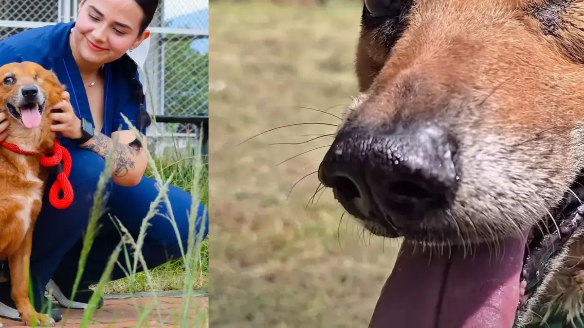 Después de dos años de búsqueda de adopción, encontró una familia

 – Tinta clara