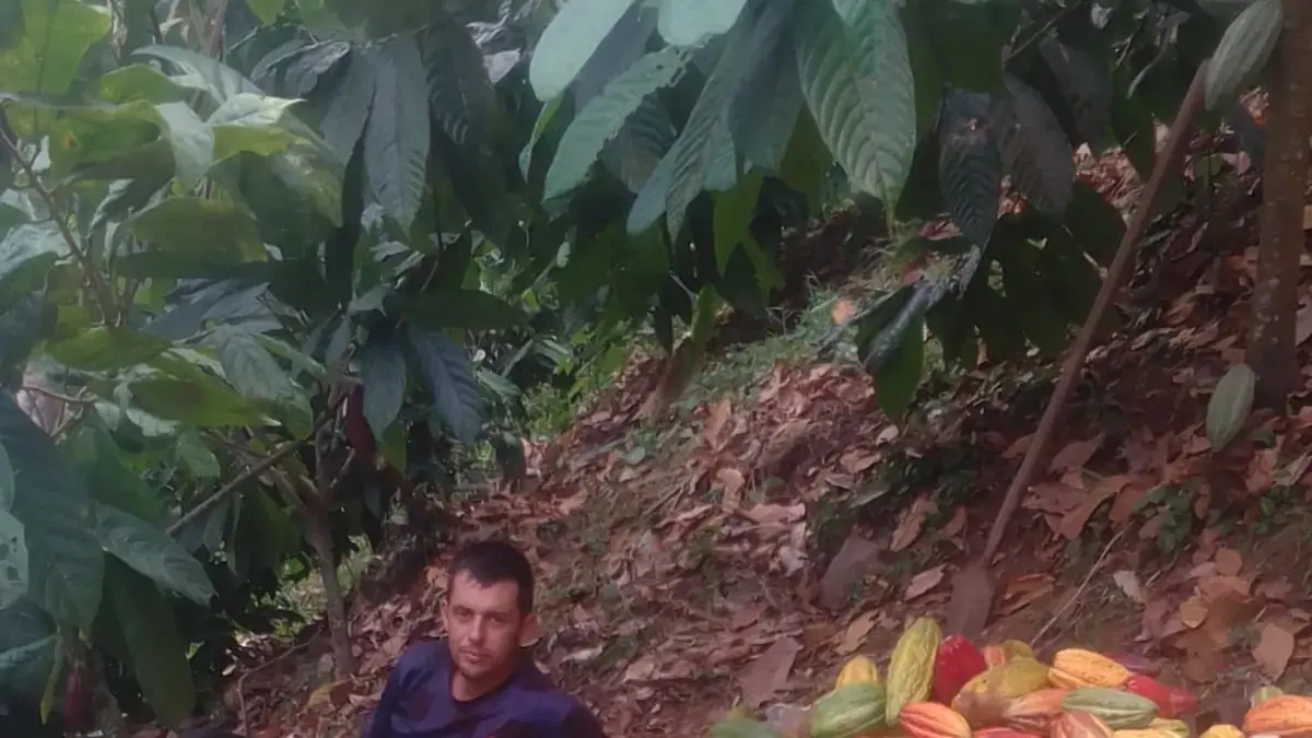 La exportación de 50 toneladas de cacao premium desde Cesar al Reino Unido impulsa la economía rural

 – Tinta clara