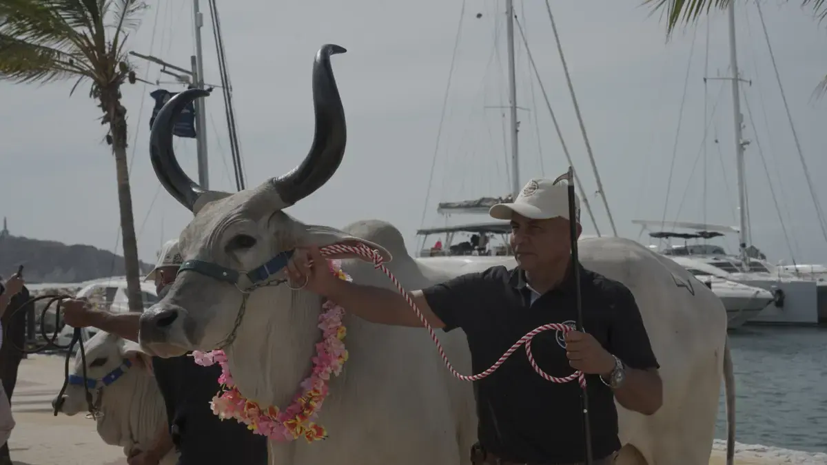 Con una subasta frente al mar, Fedegán celebrará 500 años de ganado colombiano

 – Tinta clara
