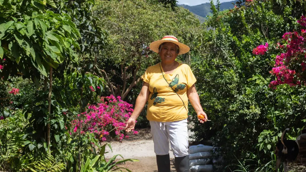 La sabiduría innata de un campesino en Nariño la llevará al lejano Japón, con su exitosa experiencia del ‘bosque comestible’

 – Tinta clara