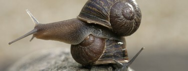 Un gen simple puede enviar un castigo divino a los caracoles: conviértalos en 