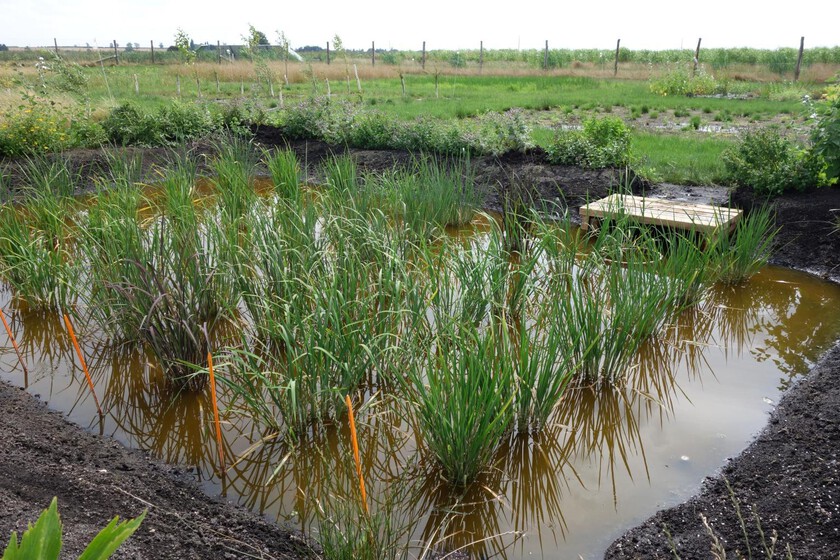 El arroz español ha salido en el país más inesperado de Europa: Inglaterra

 – Tinta clara