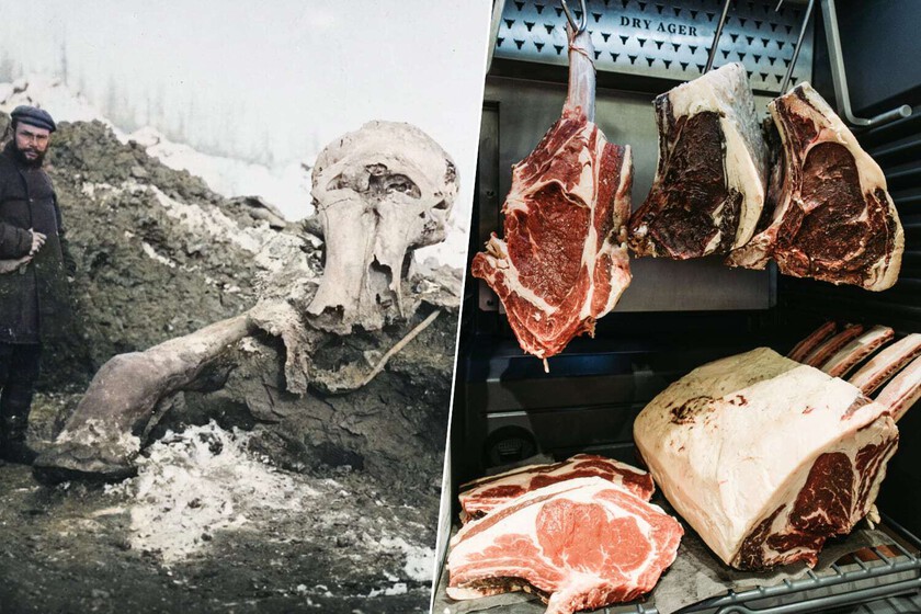En 1901, unos exploradores rusos encontraron el cadáver de un mamut congelado. Lo que pasó con su carne es un misterio.

 – Tinta clara