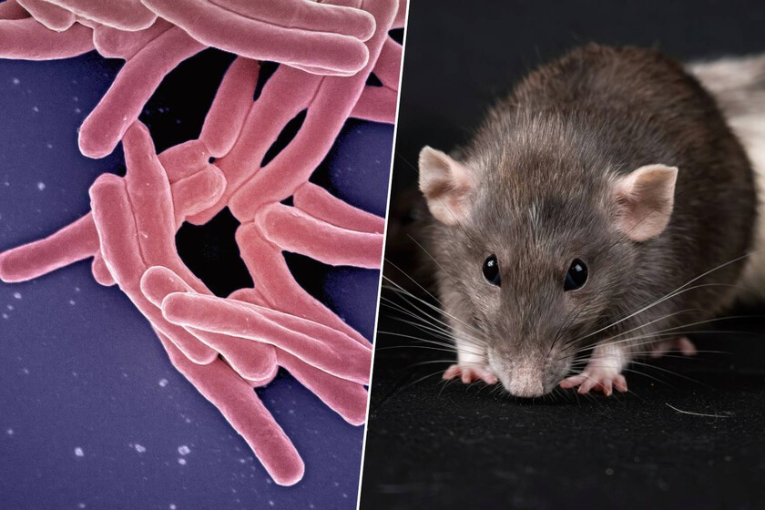 La ‘tecnología’ animal que está superando a los laboratorios

 – Tinta clara