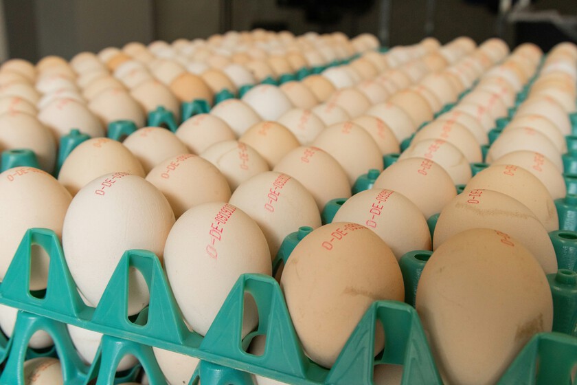 Nadie ha encontrado la gallina de los huevos de oro, pero por el precio de los huevos en el supermercado así parece

 – Tinta clara