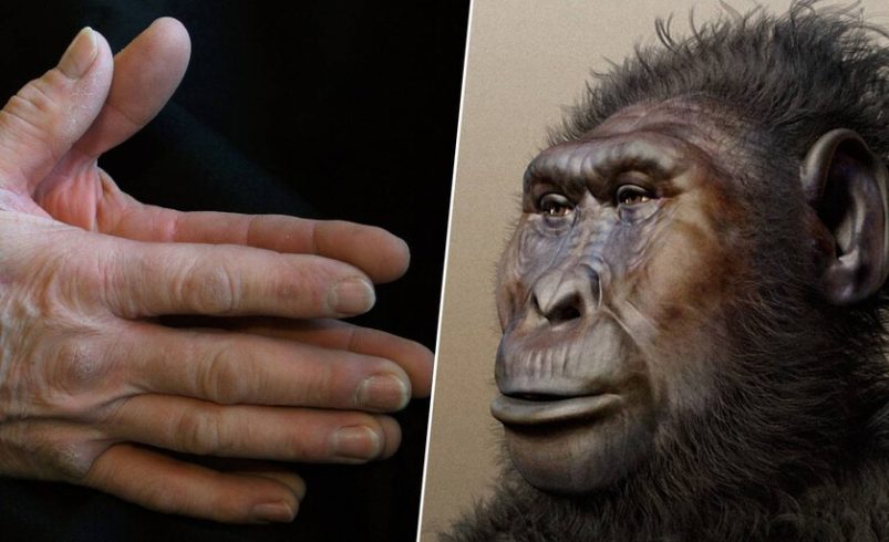 las manos de los humanos vinieron antes que los humanos

 – Tinta clara