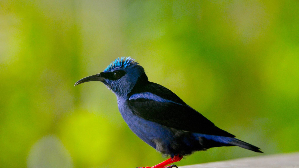 El lanzamiento se cumplió en la Semana de la Biodiversidad de Cali

 – Tinta clara