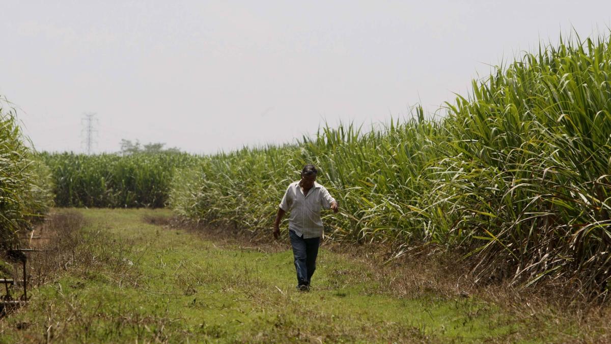 Asocaña responde al ministro (e) de medio ambiente sobre cultivos de agronegocios en el valle: «No estamos terminando el agua subterránea»

 – Tinta clara