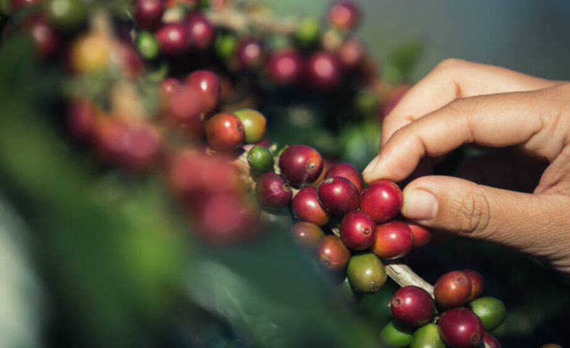 Año Café 2024 – 2025: Colombia alcanza su mayor producción de café en tres décadas

 – Tinta clara