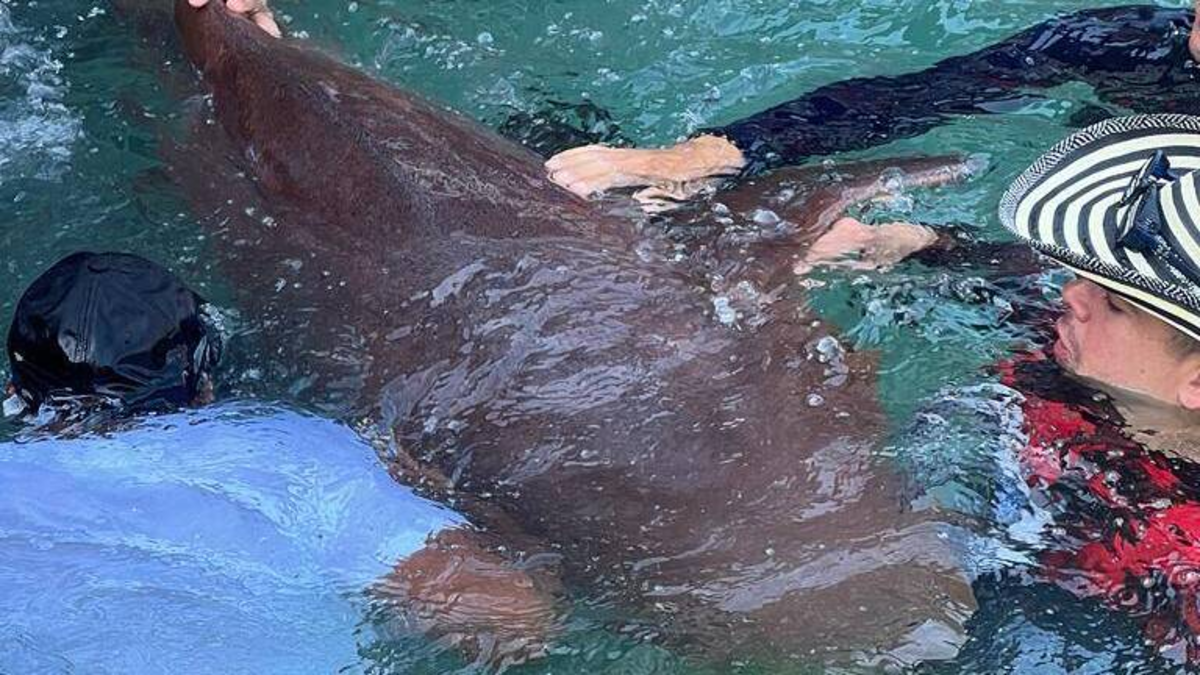 Tiburón cautivo atacó a un turista de 14 años en el Islote de San Bernardo, zona insular de Cartagena, y le hirió gravemente la mano

 – Tinta clara