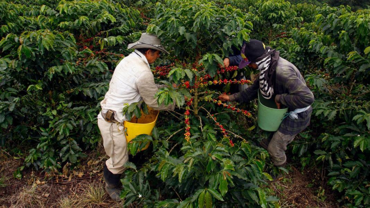 Entrevista a Germán Bahamón, Gerente de Asociación Pacto Cafetero

 – Tinta clara