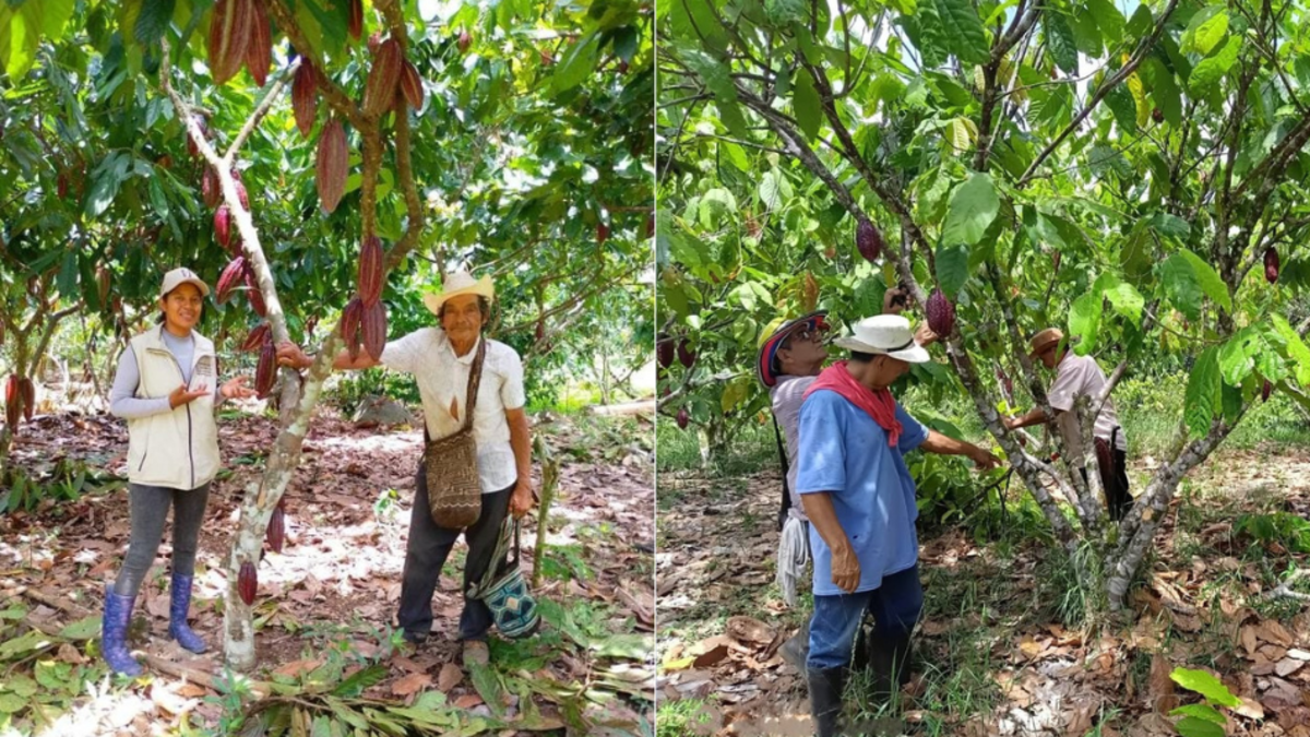 Unión de los municipios de la región de Cocoa

 – Tinta clara