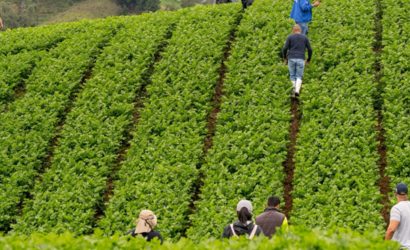 Antioquia recuperó más de 900 toneladas de alimentos en cinco meses para combatir el hambre en el departamento

 – Tinta clara