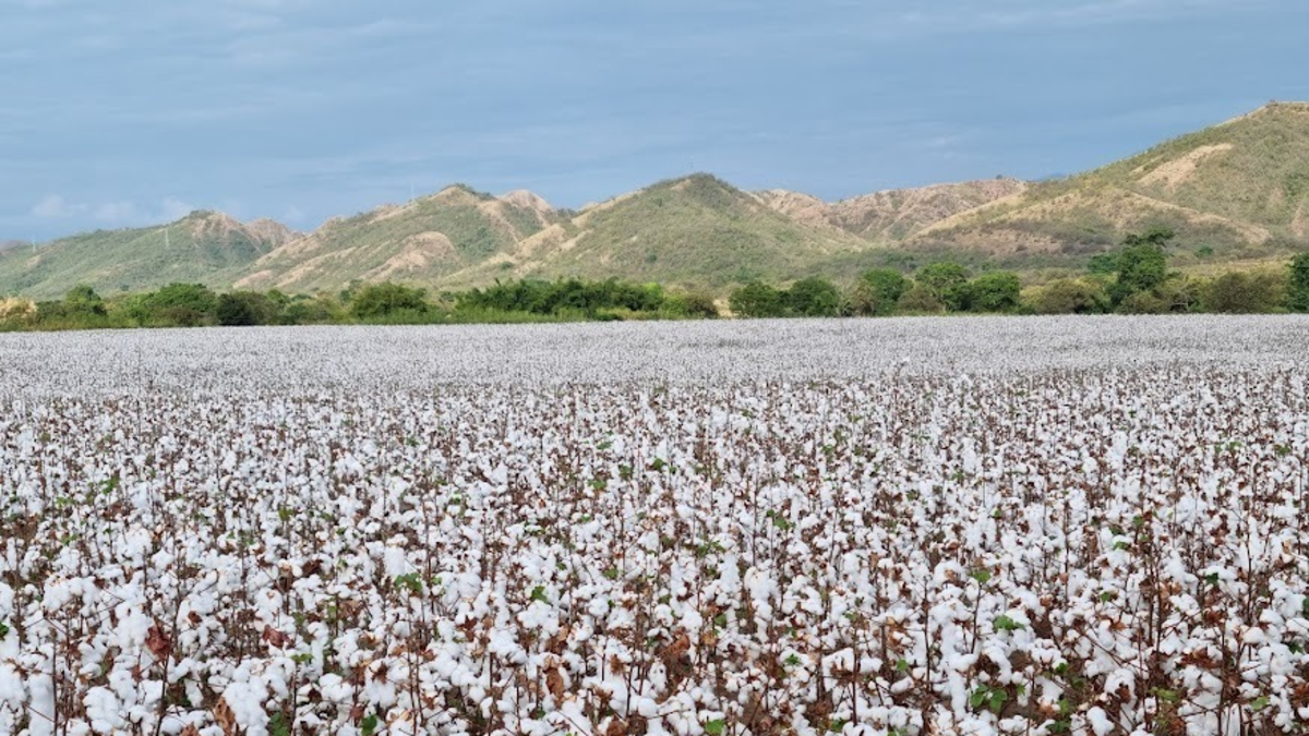 El sector algodonero colombiano advierte de su desaparición inmediata por una norma que elimina el arancel al hilo

 – Tinta clara