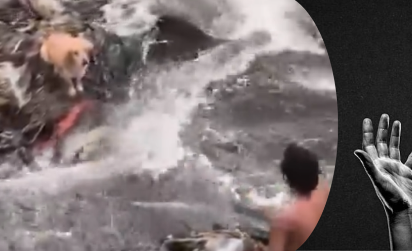 Jóvenes héroes salvan a un perro que quedó atrapado en el río Otún en Pereira

 – Tinta clara