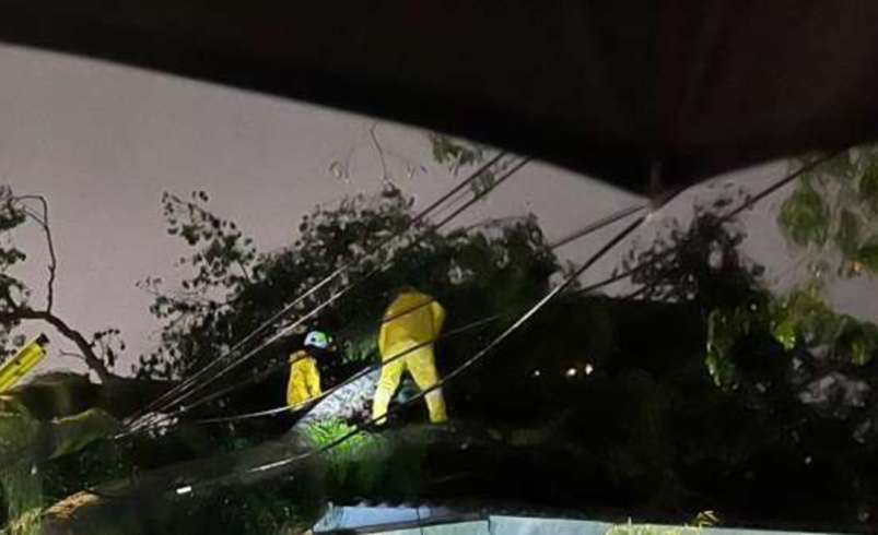 Emergencia por gigantescos árboles que colapsaron tras un aguacero en Cali: uno, de 13 metros de altura, cayó sobre una casa; lo que se sabe

 – Tinta clara