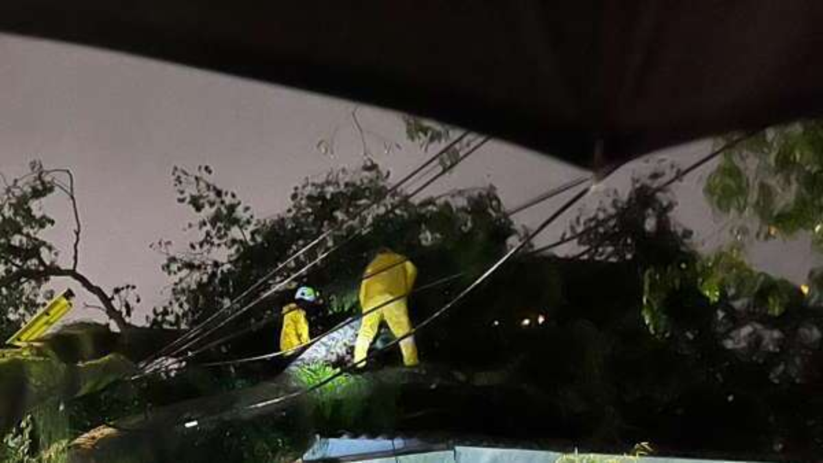 Emergencia por gigantescos árboles que colapsaron tras un aguacero en Cali: uno, de 13 metros de altura, cayó sobre una casa; lo que se sabe

 – Tinta clara