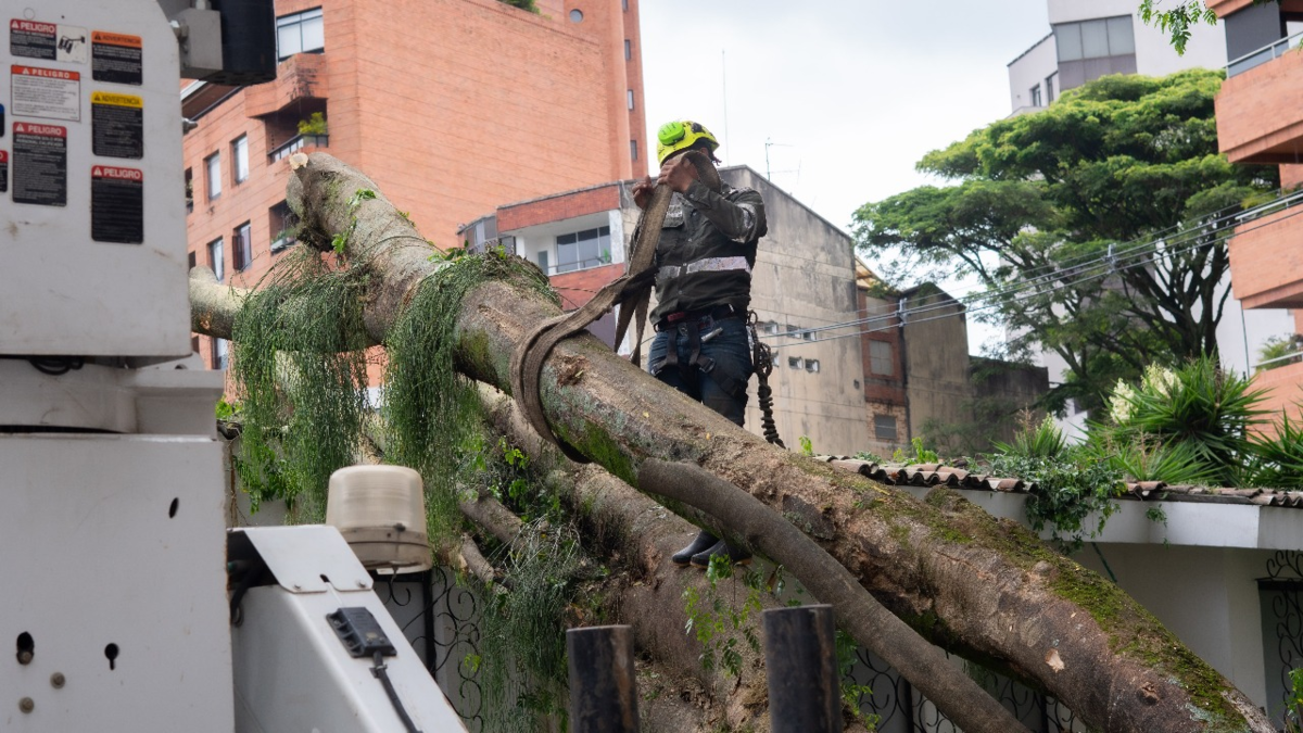 ‘El árbol parece haber sido talado con un hacha grande; El muro y la valla lo detuvieron, de lo contrario habría destruido la casa.

 – Tinta clara