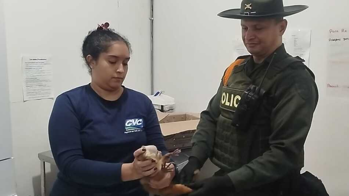 Salvan la vida de un primate que estaba en una caja de paquetería, luego de ser transportado en bus del servicio intermunicipal en Cali: lo que se sabe

 – Tinta clara