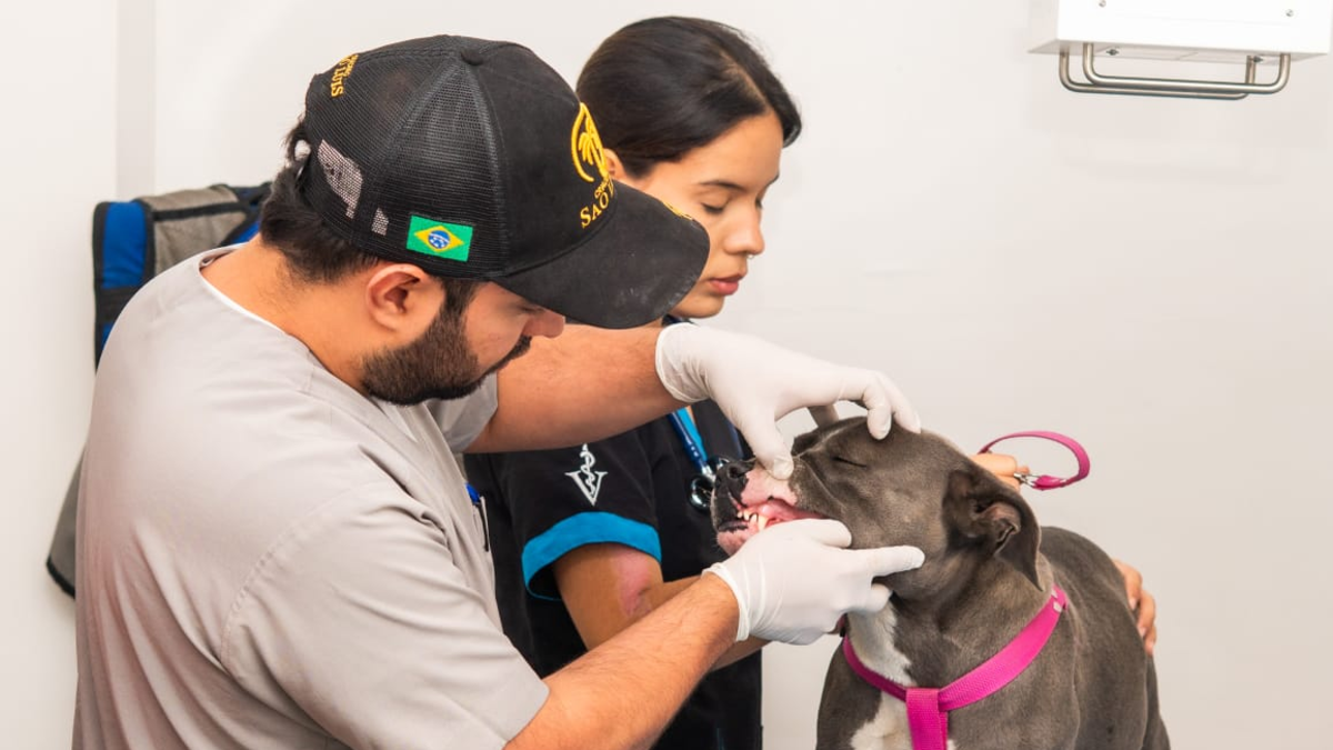 ¿Tienes una mascota en Cali? Esto es lo que debes saber sobre el servicio de urgencias y urgencias con el que cuenta el Centro de Bienestar Animal.

 – Tinta clara