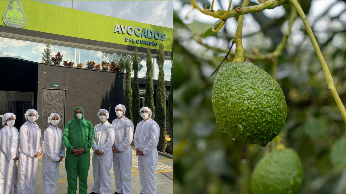 Procesadora del Quindío consolida su presencia en diez mercados exportando aceite de aguacate
 – Tinta clara