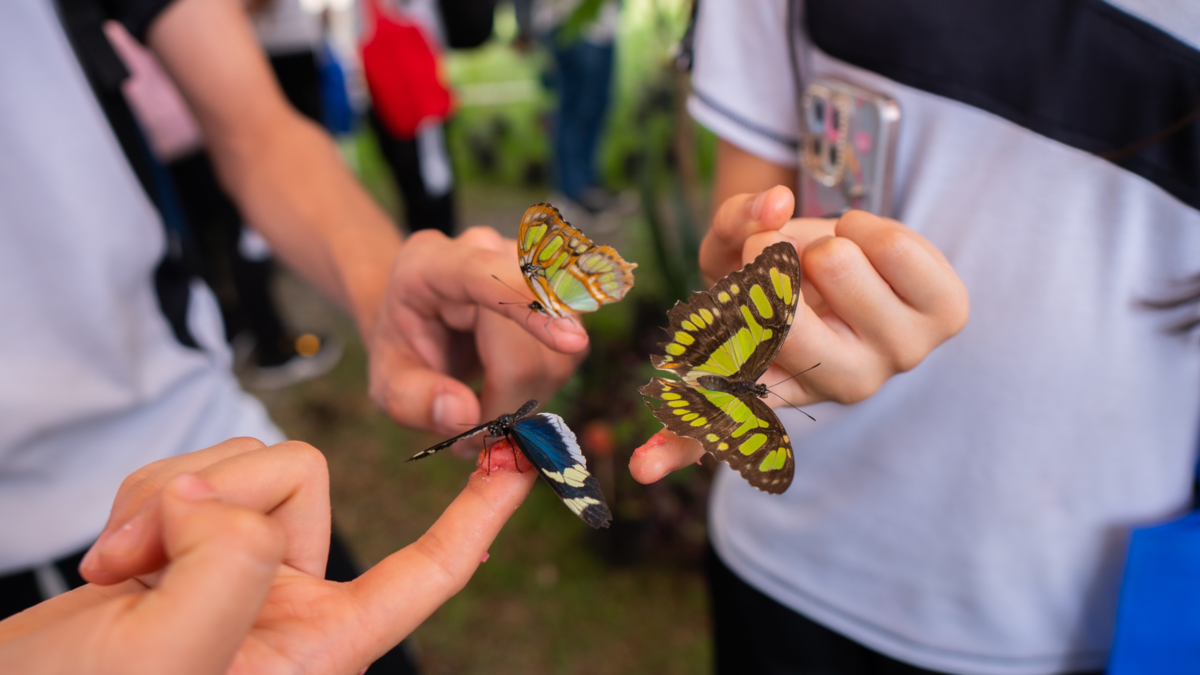 Con la presentación de una sorprendente mariposa, las puertas de la ciudadela educativa de la biodiversidad se abrieron en el norte de Cali

 – Tinta clara