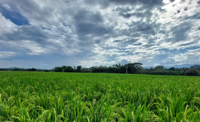 Desde el Valle, científicos desarrollaron una nueva variedad de arroz resistente a herbicidas para Colombia y países de América Latina: ¿cómo lo lograron?

 – Tinta clara