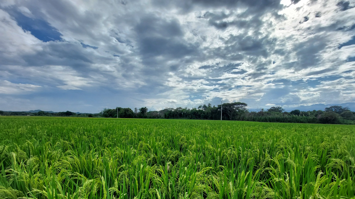 Desde el Valle, científicos desarrollaron una nueva variedad de arroz resistente a herbicidas para Colombia y países de América Latina: ¿cómo lo lograron?

 – Tinta clara
