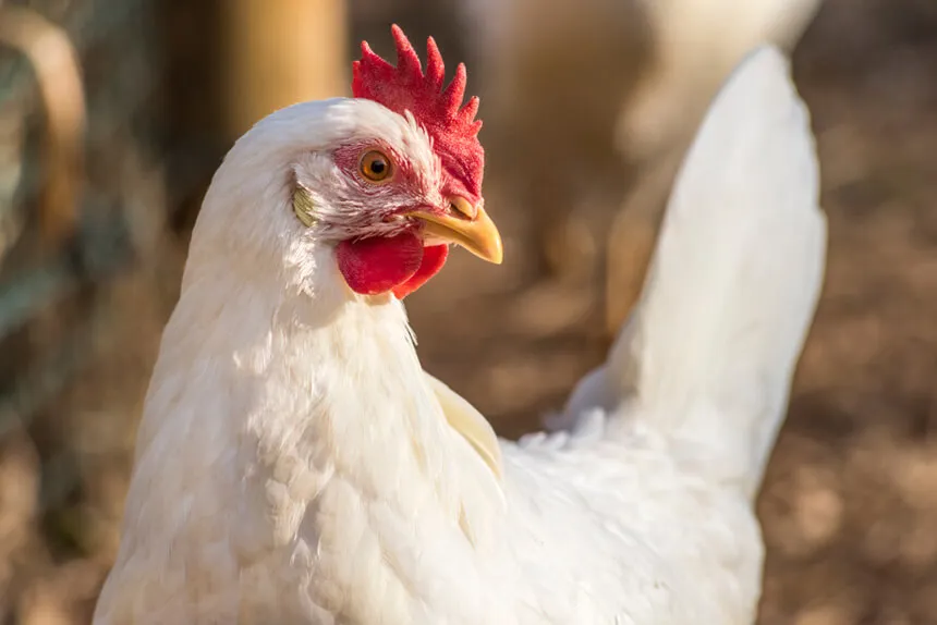 La conquista del pollo colombiano en Japón

 – Tinta clara