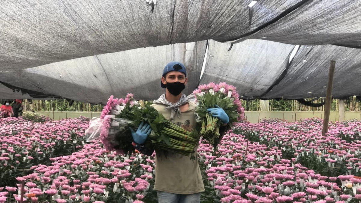Florverde Flores Sostenibles, con 29 años de experiencia, reduce el uso de pesticidas en un 63% y certifica más de 9.000 hectáreas en Colombia y Ecuador

 – Tinta clara