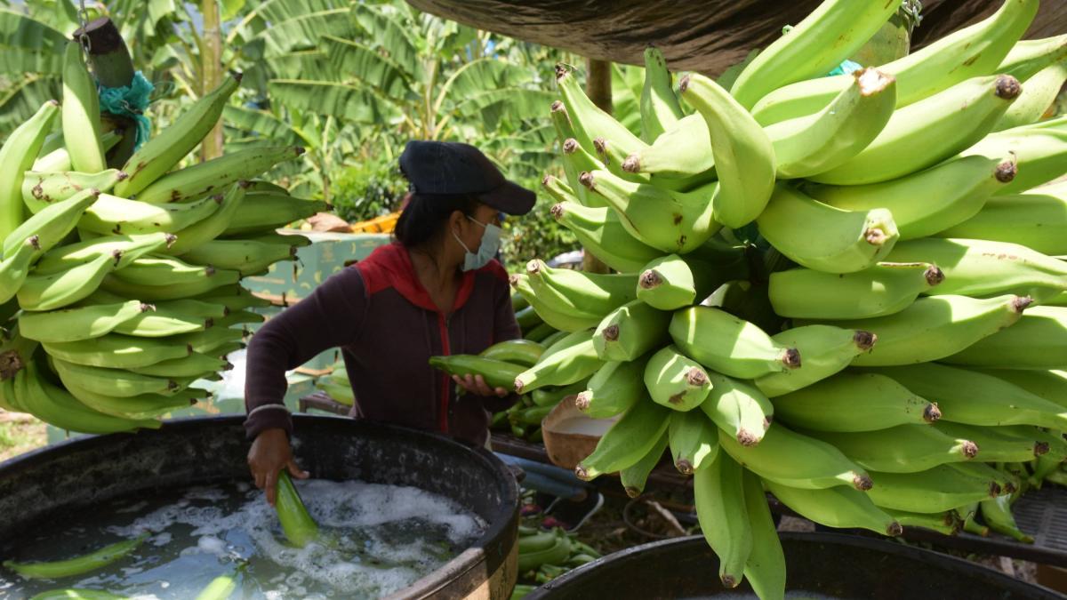 Gremio bananero del Magdalena y La Guajira pide cautela en la crisis con Estados Unidos y advierte riesgo para el empleo rural en el Caribe

 – Tinta clara