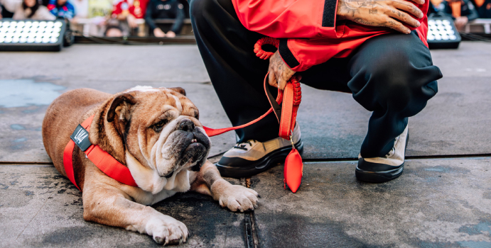 Hamilton aprecia la respuesta a tu perro Roscoe

 – Tinta clara