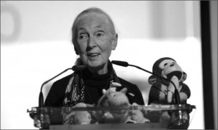 «Su sabiduría y compasión durarán»: Jane Goodal murió

 – Tinta clara
