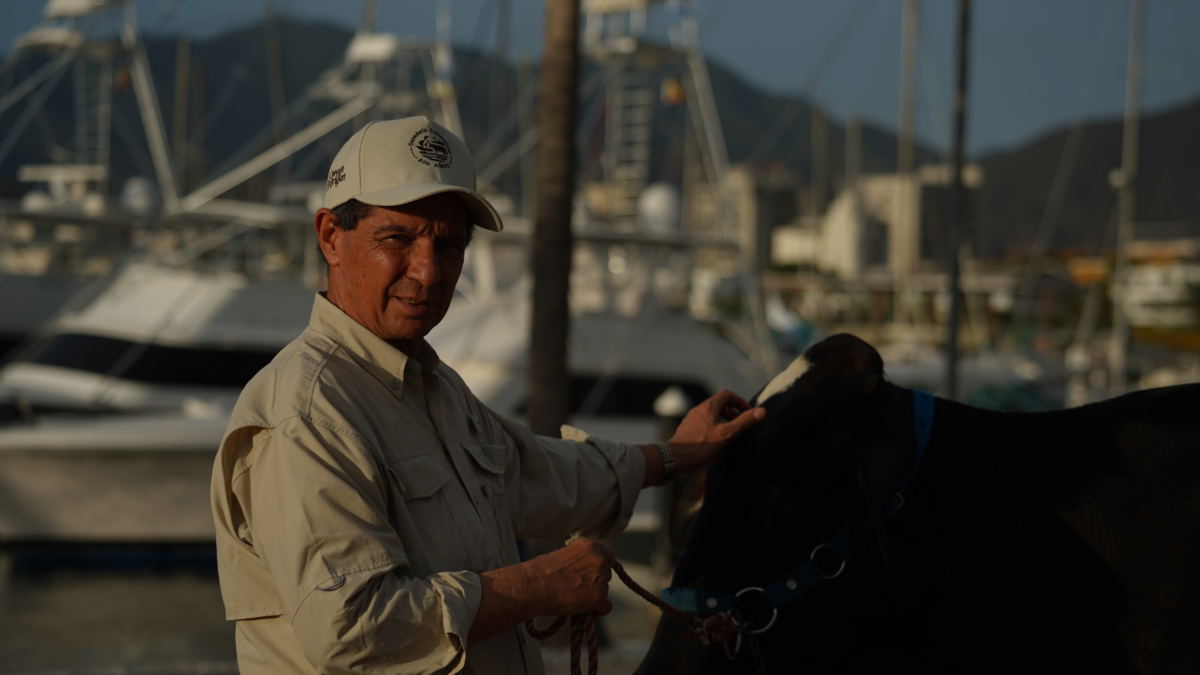 Santa Marta organiza la primera subasta de ganado frente al mar, un homenaje a los 500 años de historia de la ciudad y ganado colombiano

 – Tinta clara