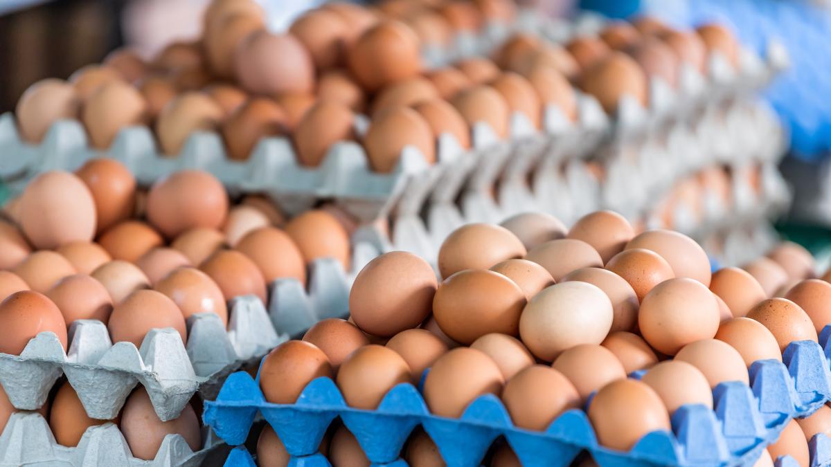 Santander lidera la producción avícola, estas son las cifras

 – Tinta clara