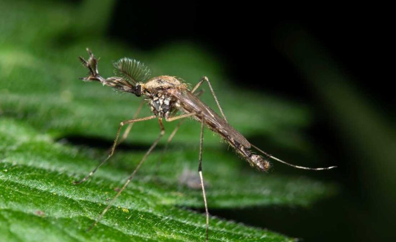 Primera aparición de mosquitos en Islandia – EXTRA

 – Tinta clara