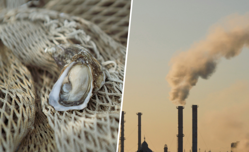 Hay muchas maneras de revertir el calentamiento global, pero ninguna tan sabrosa como cultivar ostras a gran escala.

 – Tinta clara