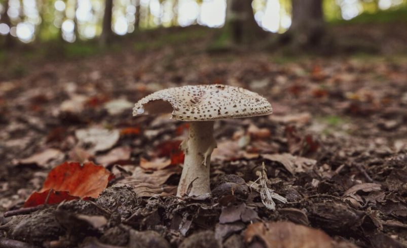 Hay un grupo de Facebook disponible las 24 horas al que asisten incluso los médicos. Tu misión: identificar hongos venenosos

 – Tinta clara