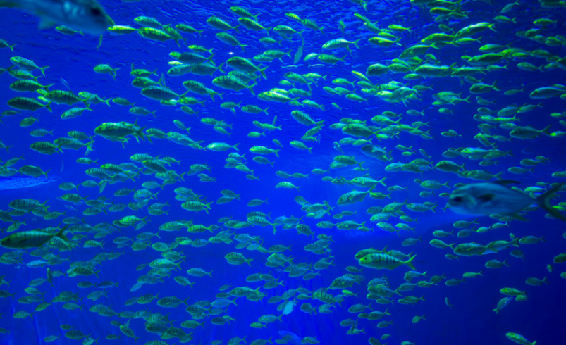 Los residuos mineros están cambiando la vida en las profundidades del Pacífico

 – Tinta clara