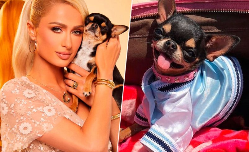 Paris Hilton perdió a su perro y lo clonó

 – Tinta clara
