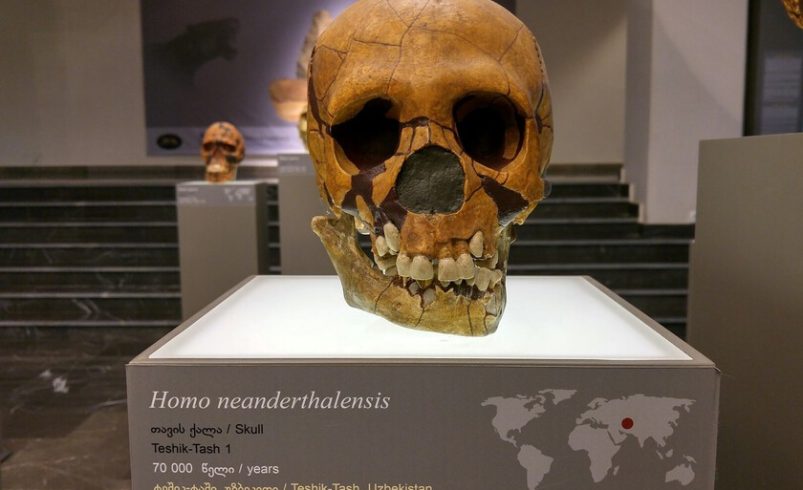 La extinción de los neandertales siempre ha sido un misterio. La ciencia ahora cree que todavía están con nosotros

 – Tinta clara