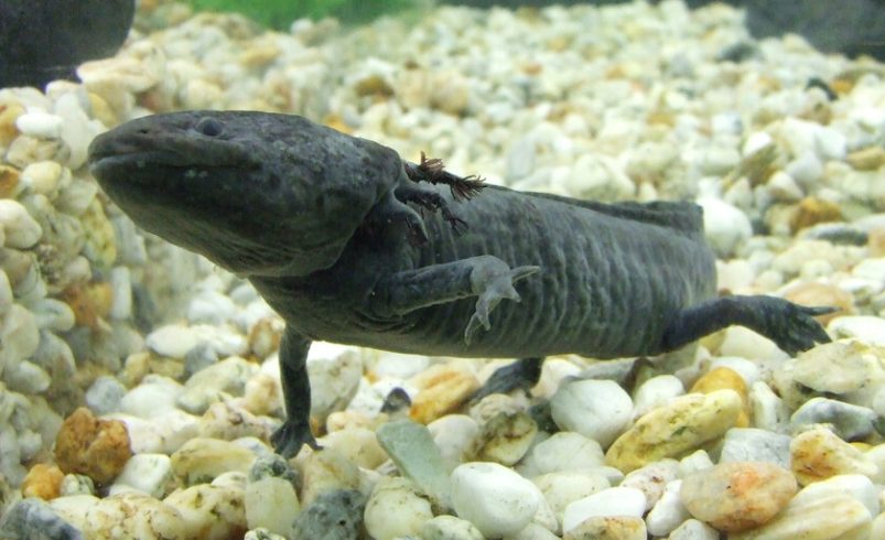 México necesitaba desesperadamente que los mexicanos se preocuparan por los ajolotes. Entonces los puso en los billetes.

 – Tinta clara